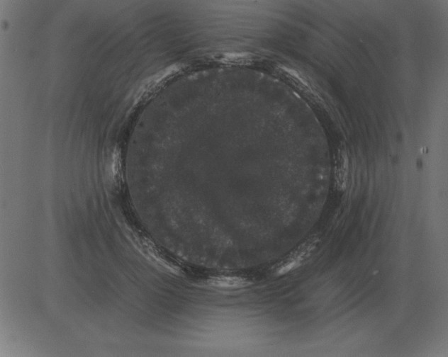 X0000081350748200702020114