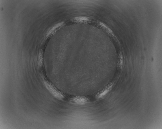 X0000081350762200702020114