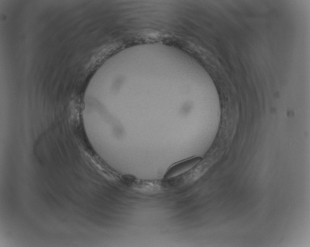 X0000081350768200702020114