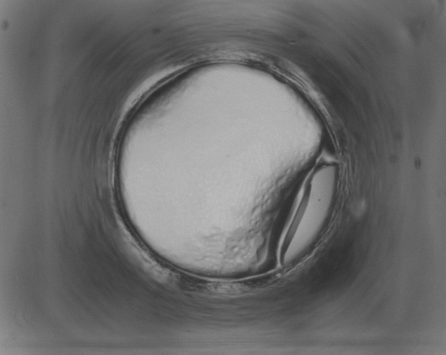 X0000081350795200702020113