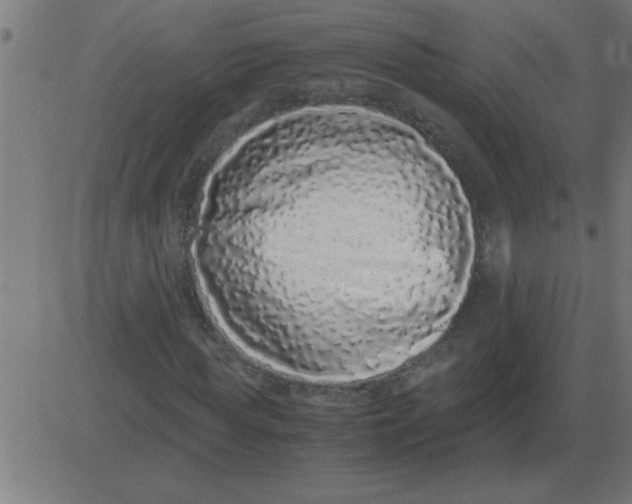 X0000081350819200702020112
