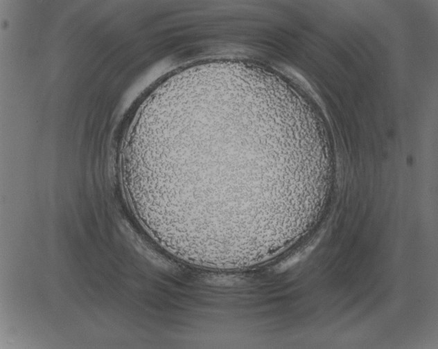X0000081350835200702020112