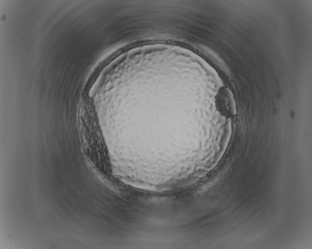 X0000081350839200702020112