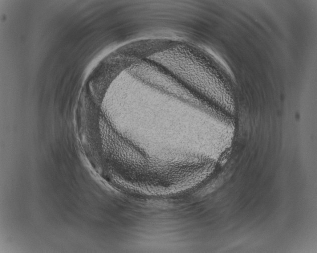 X0000081350944200702020111