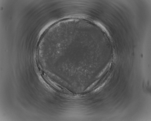 X0000081350952200702020111