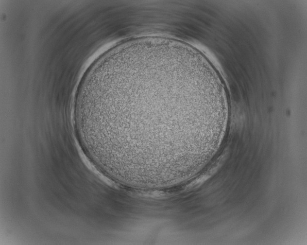 X0000081350957200702020111