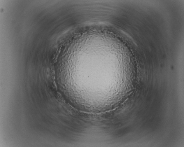 X0000081350966200702020110