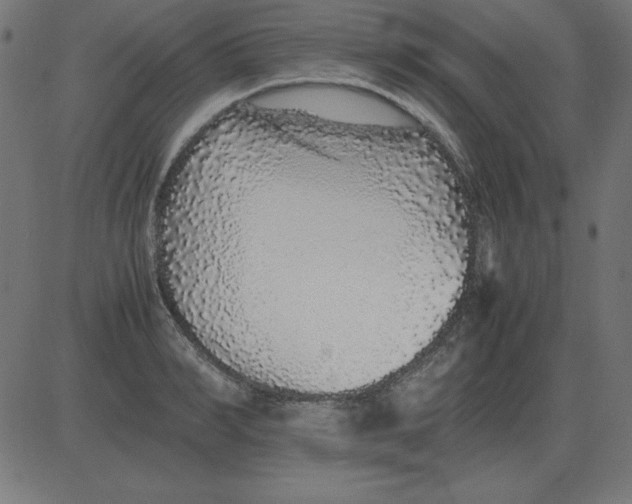 X0000081350990200702020110