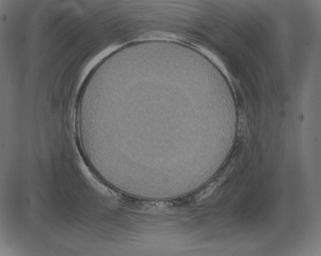 X0000081351003200702020110