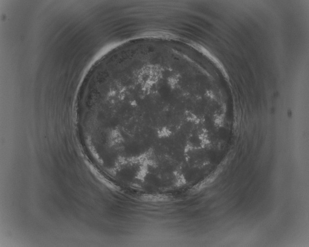 X0000081351037200702020109