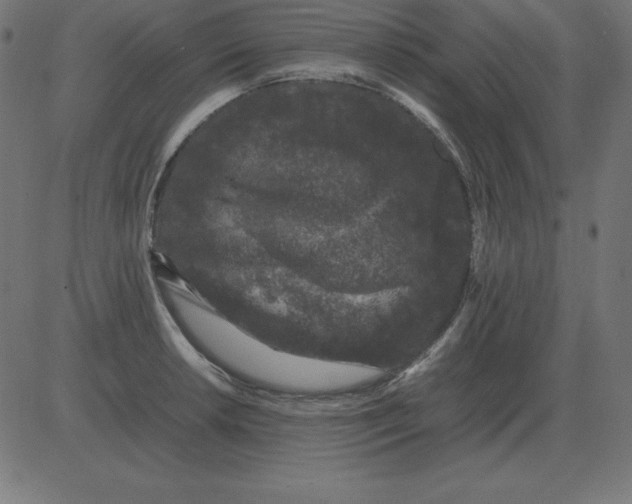 X0000081351042200702020109