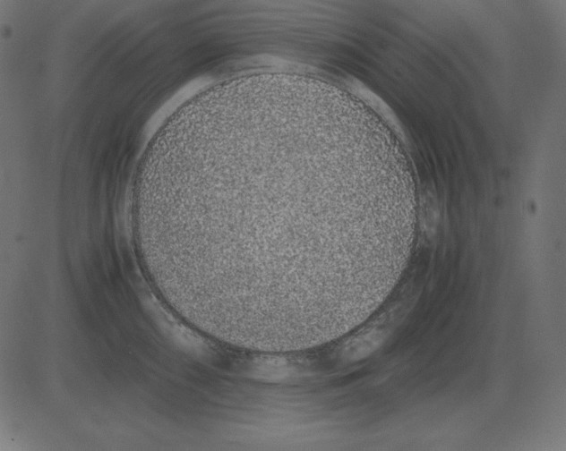 X0000081351098200702020108