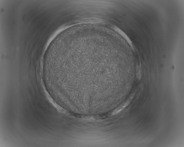 X0000081351099200702020108