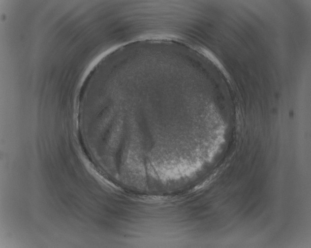 X0000081351124200702020108