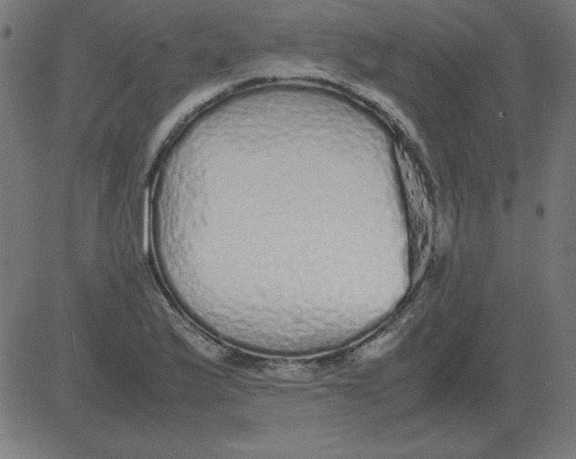 X0000081351175200702020107
