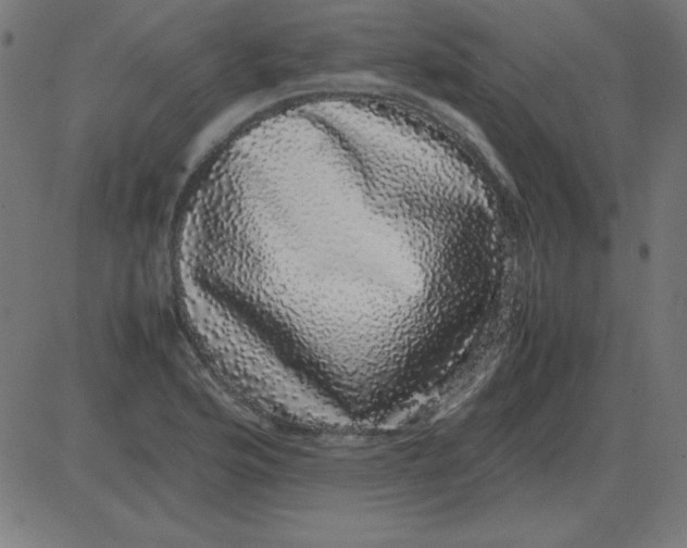 X0000081351176200702020107