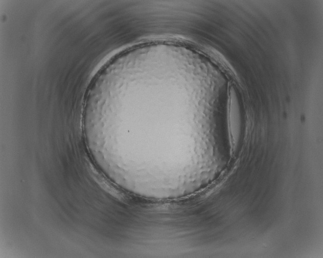 X0000081351228200702020106