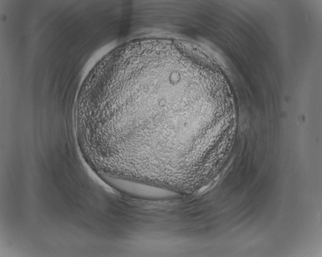 X0000081351247200702020106