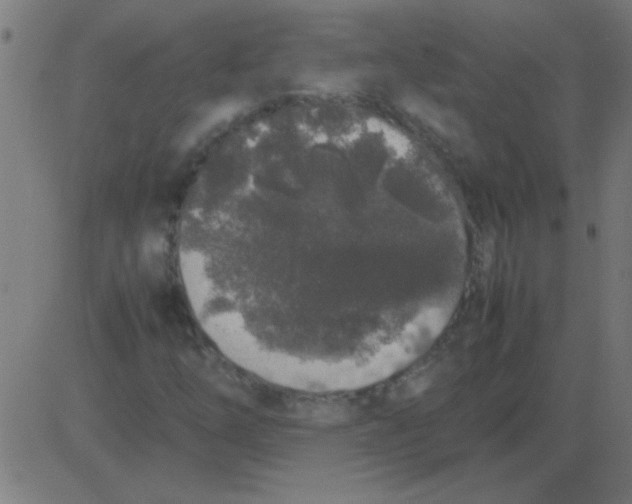 X0000081351254200702020106
