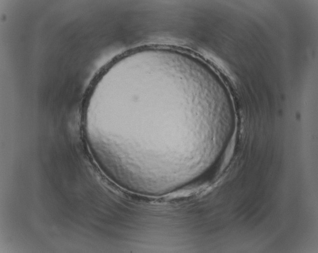 X0000081351264200702020105