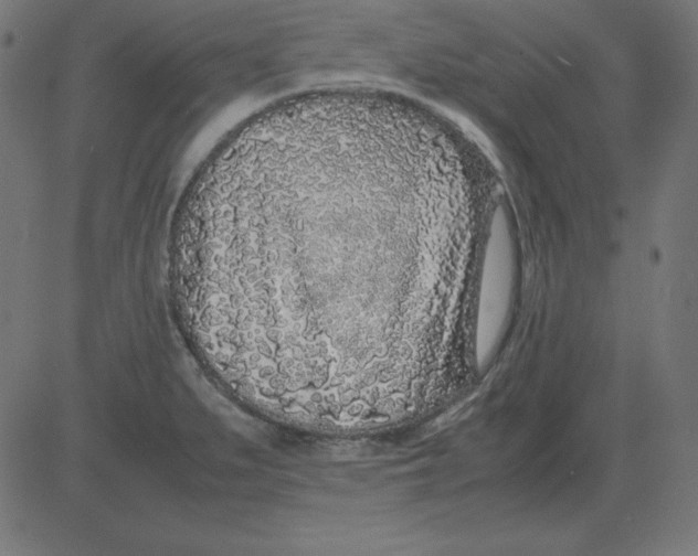 X0000081351279200702020105