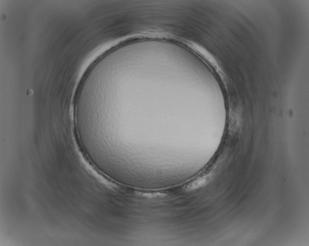 X0000081351335200702020105