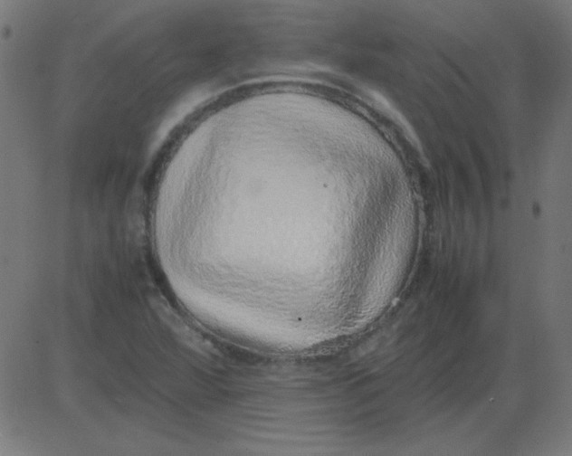 X0000081351360200702020104