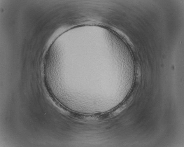 X0000081351375200702020104
