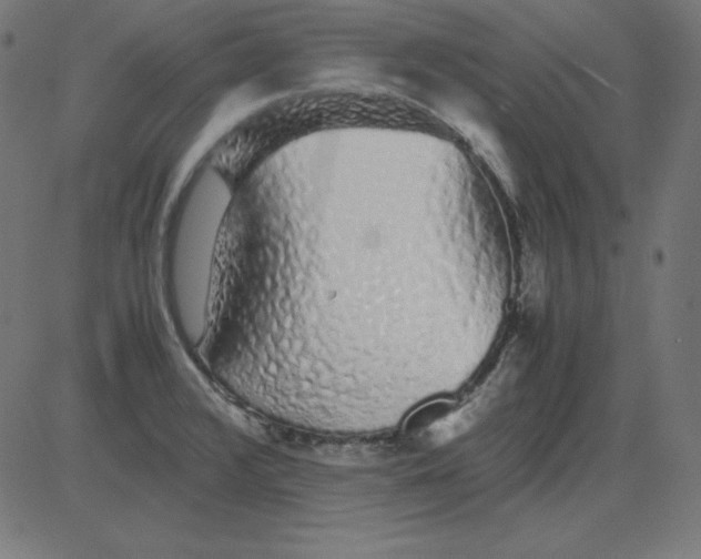 X0000081351376200702020104