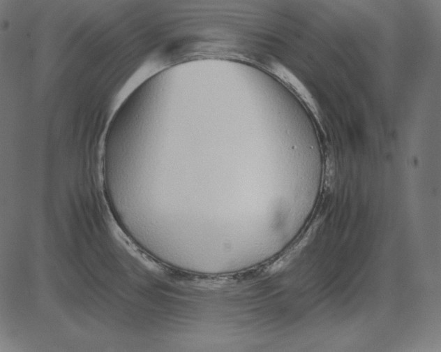 X0000081351386200702020103