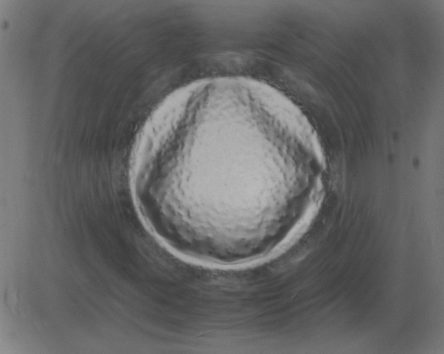 X0000081351395200702020103