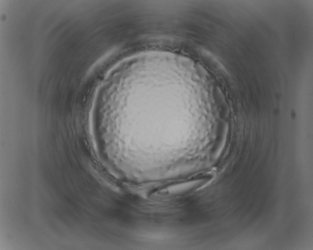 X0000081351403200702020103