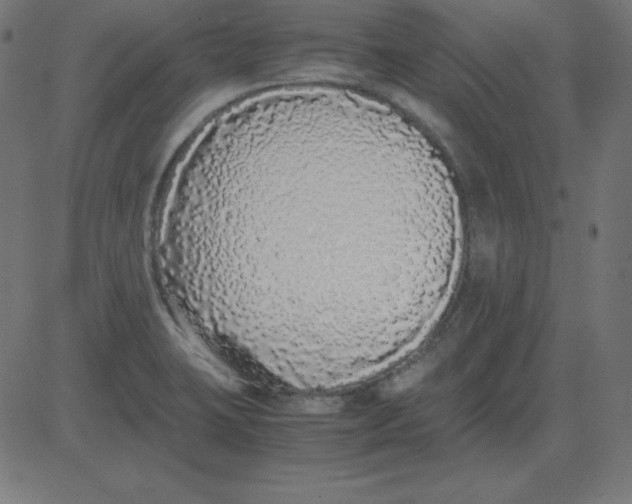 X0000081351423200702020103