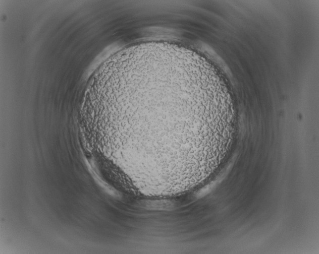 X0000081351425200702020103