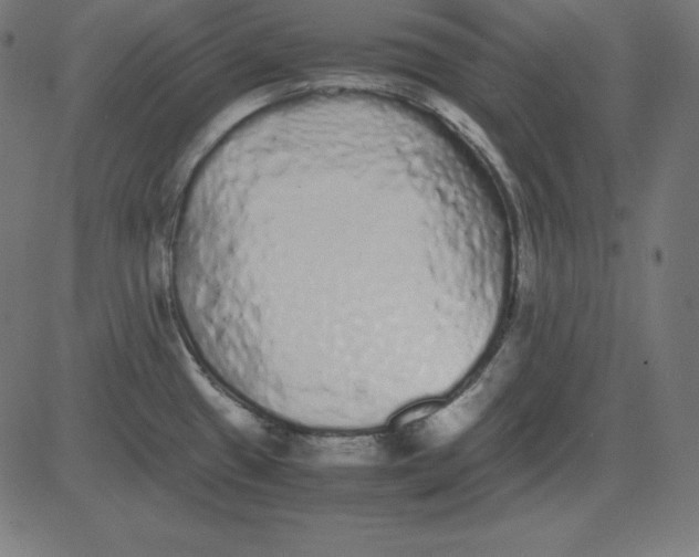X0000081351433200702020103