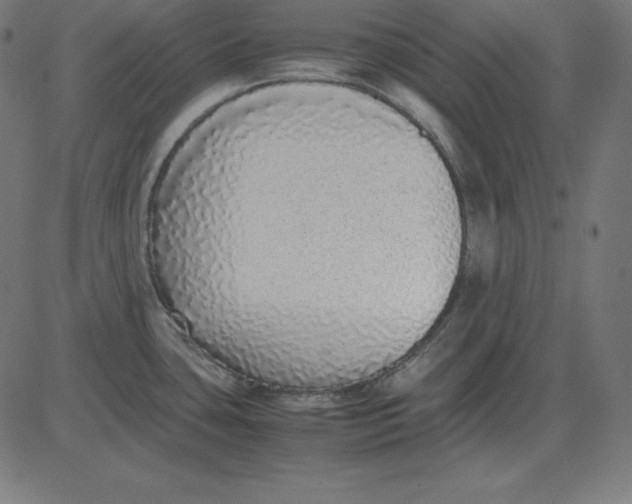 X0000081351435200702020103