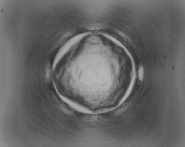 X0000081351444200702020103