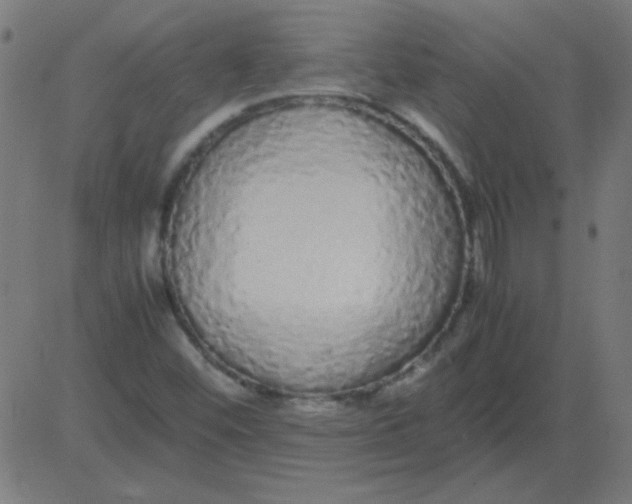 X0000081351452200702020102