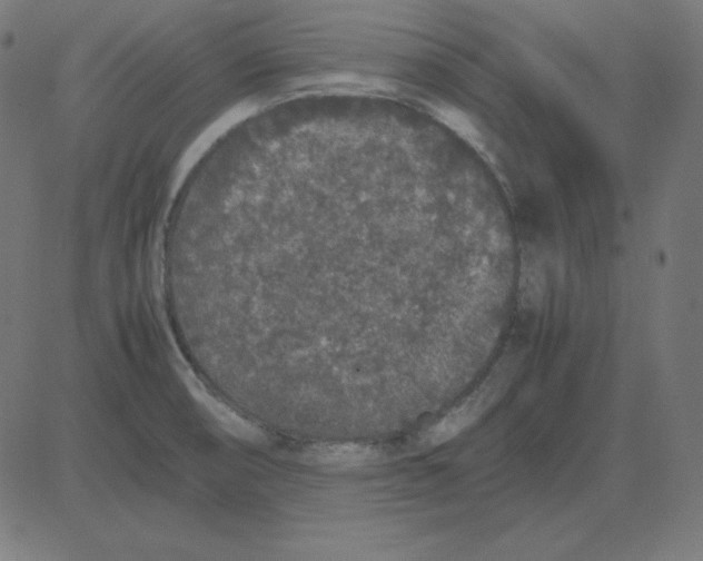 X0000081351474200702020102