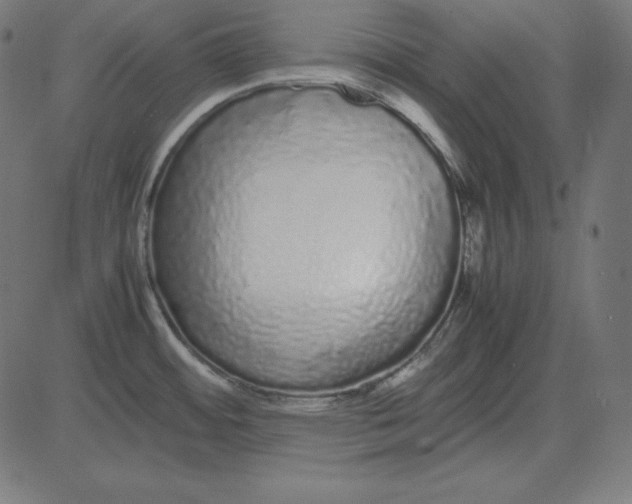 X0000081351484200702020102