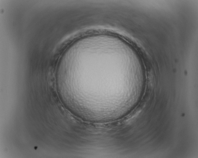 X0000081351494200702020101