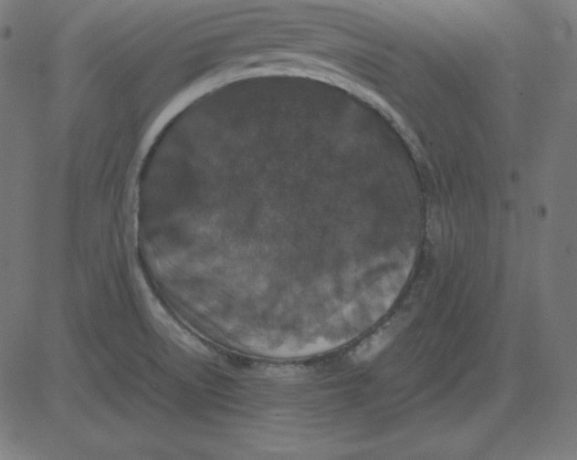 X0000081351522200702020101