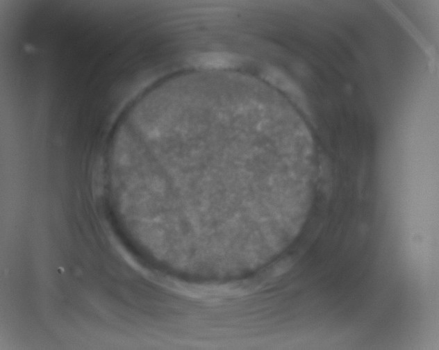 X0000081350012200702082306