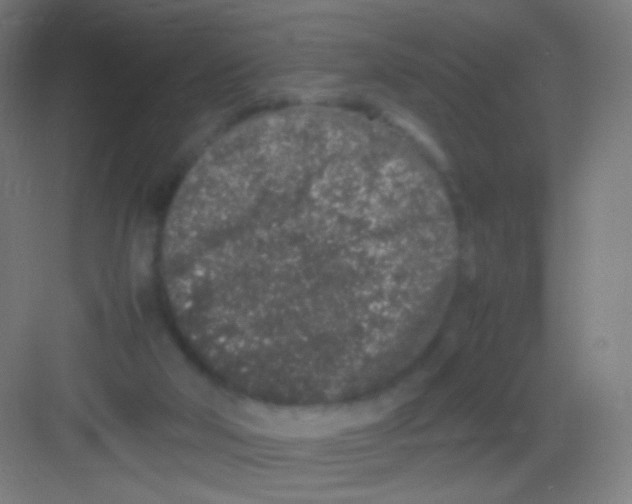 X0000081350018200702082306