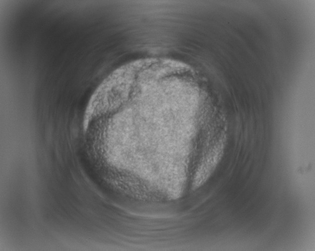 X0000081350032200702082306