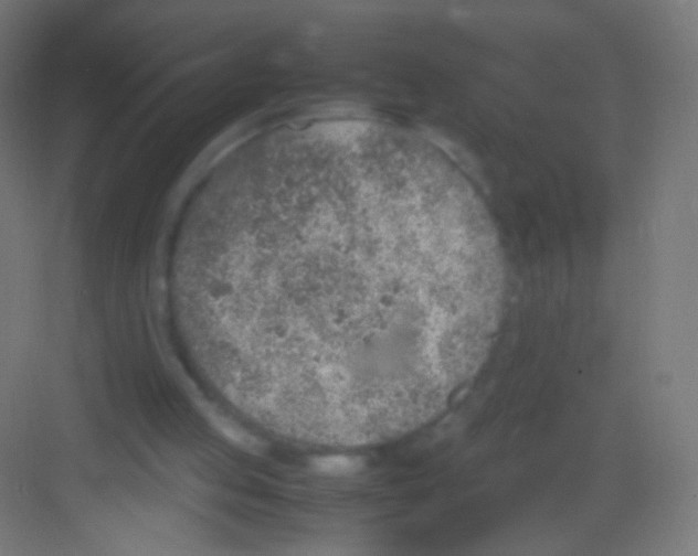 X0000081350053200702082305