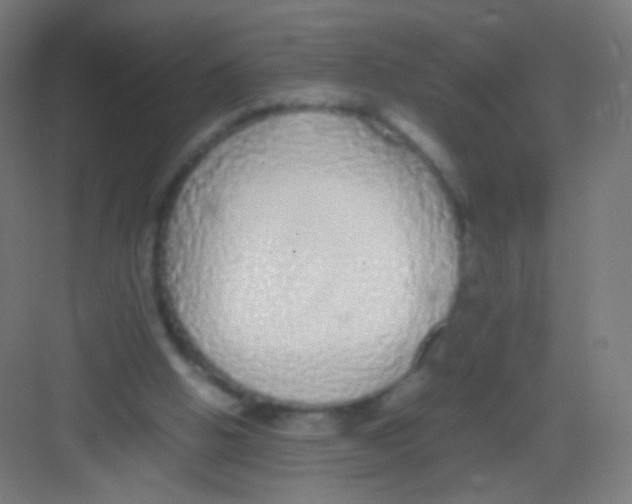 X0000081350058200702082305