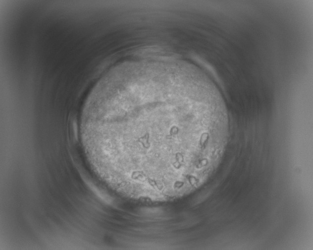 X0000081350061200702082305