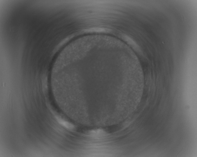 X0000081350112200702082305