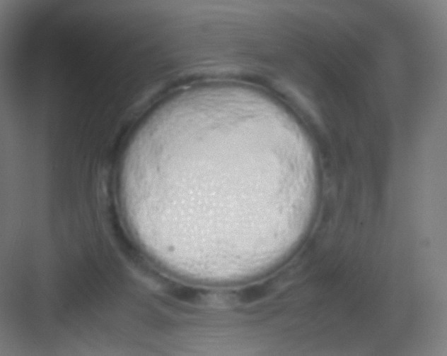 X0000081350115200702082305